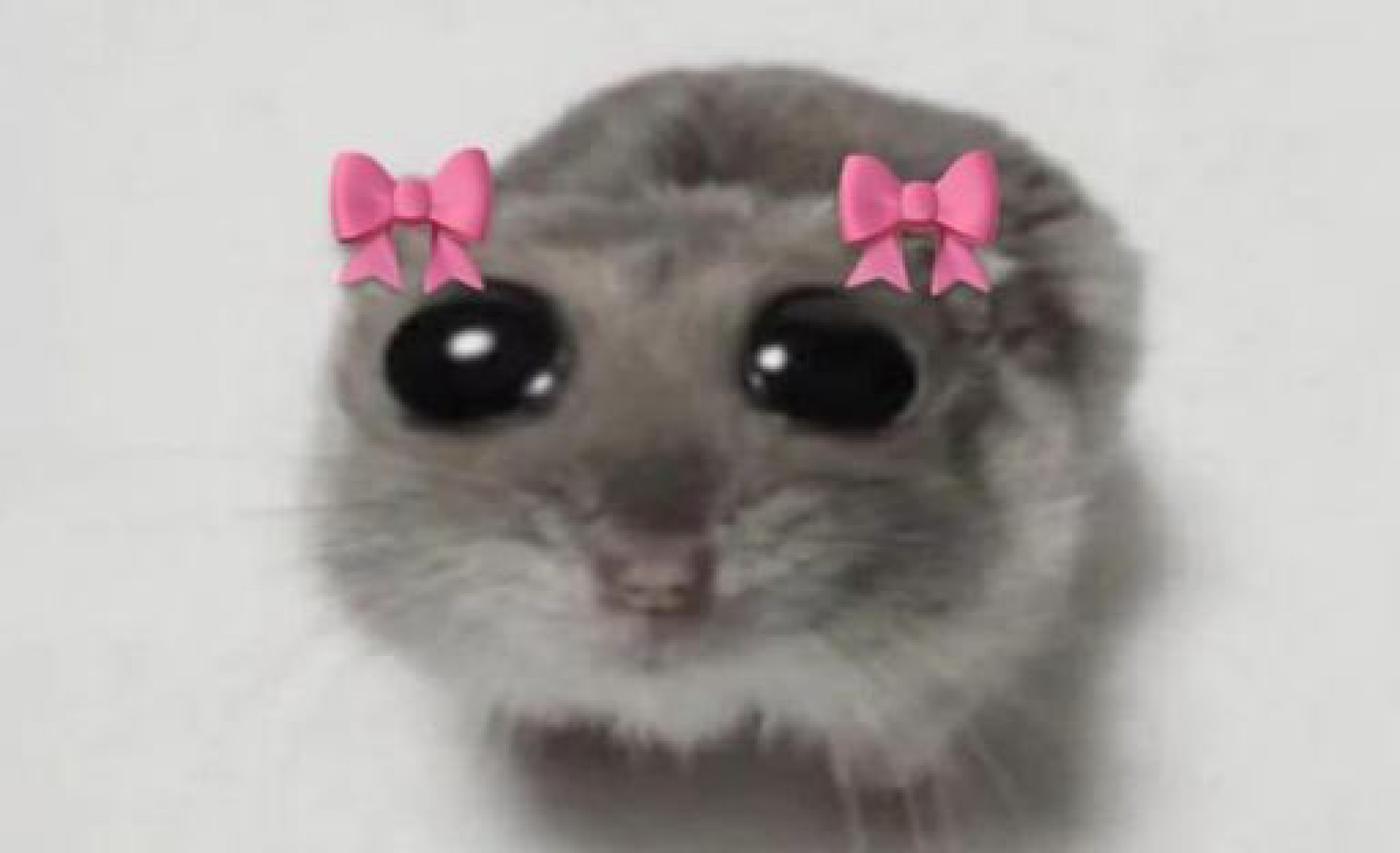 sad hamster